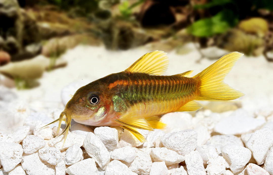Corydoras, Peaceful Tank Mate For Malaysian Trumpet Snails