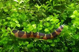 Is the Kuhli Loach a Suitable Pet Choice?