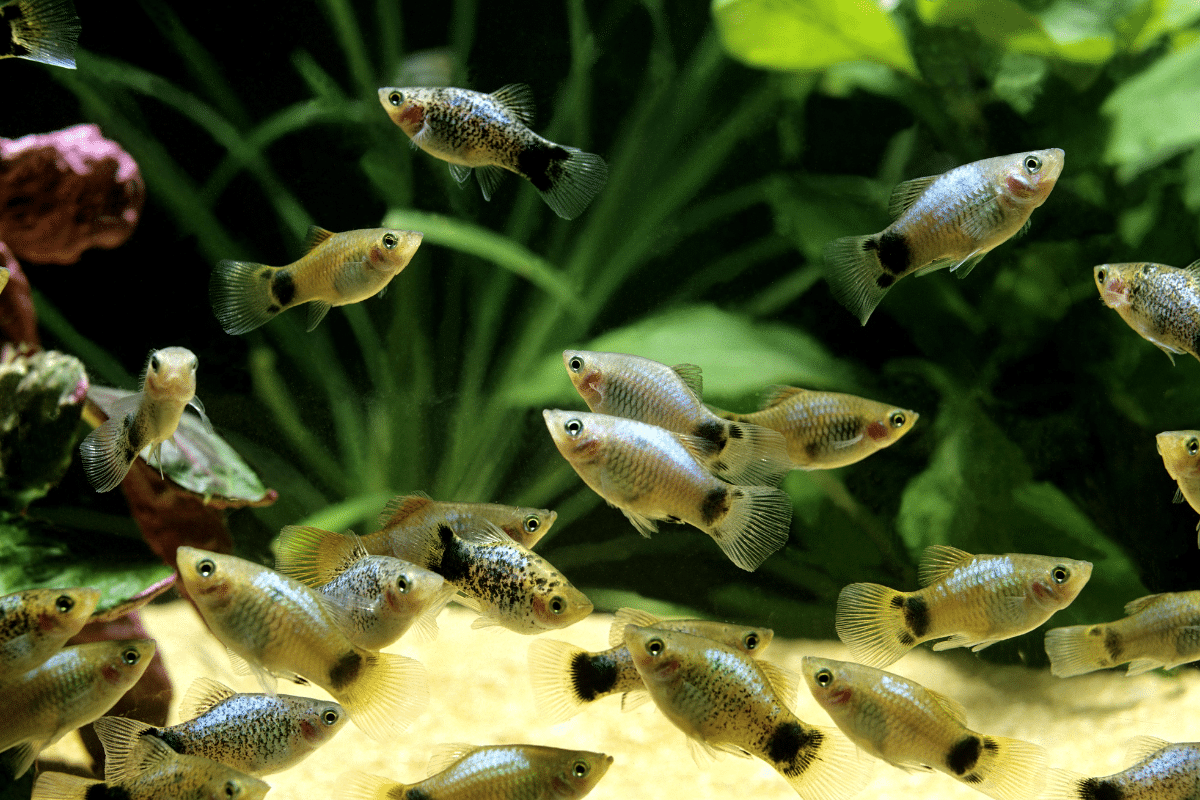 Factors Affecting the Number of Platies in a Group