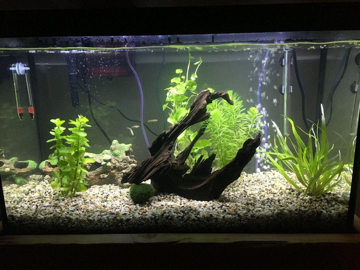 danio community tank