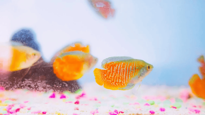 dwarf gourami (Colisa lalia)