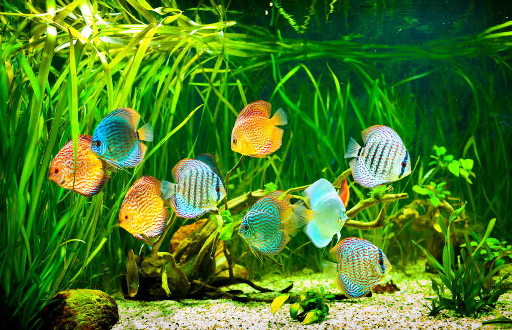 How Many Discus Should Be Kept Together?