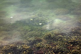 White fuzzy substance in an aquarium