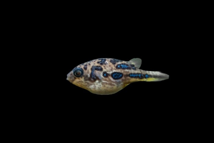 imitator puffer