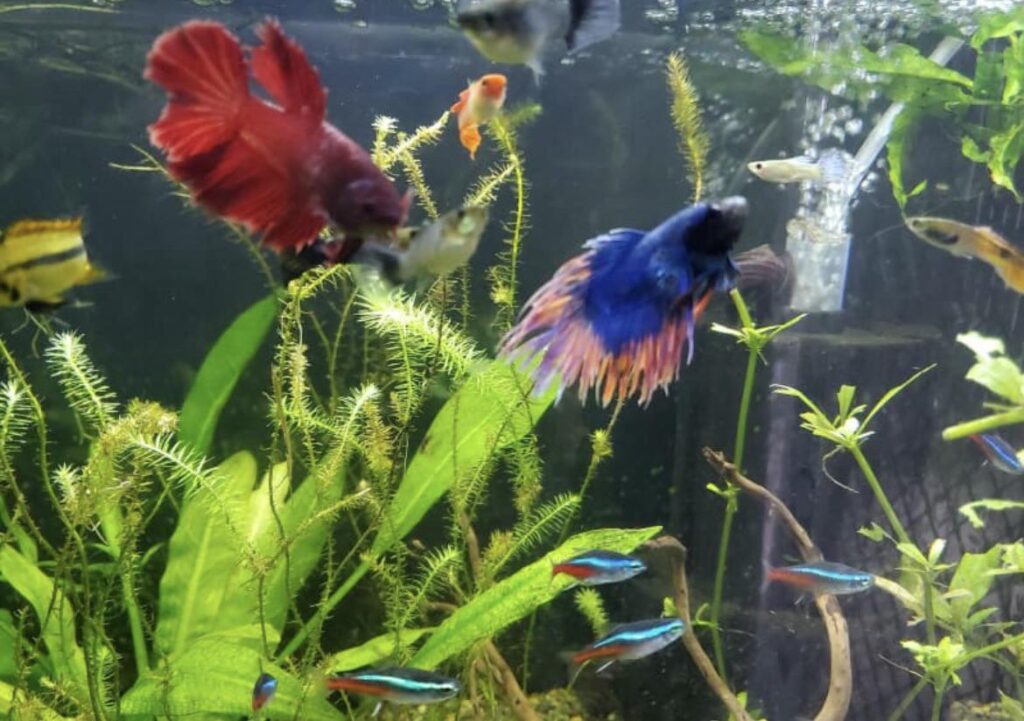 Understanding the Nature of Betta Fish