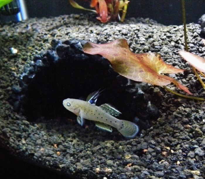kngiht goby