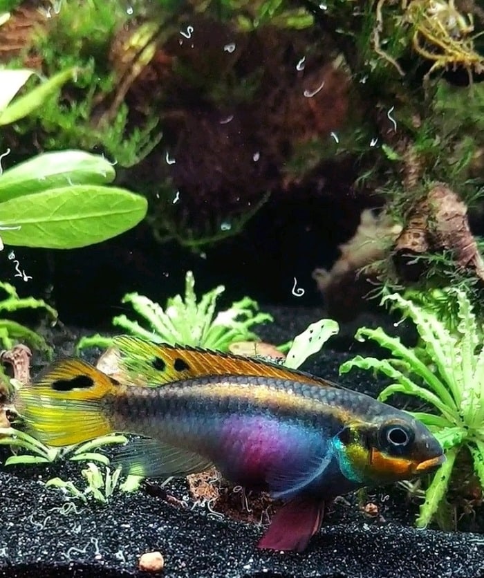 Pictured, kribensis