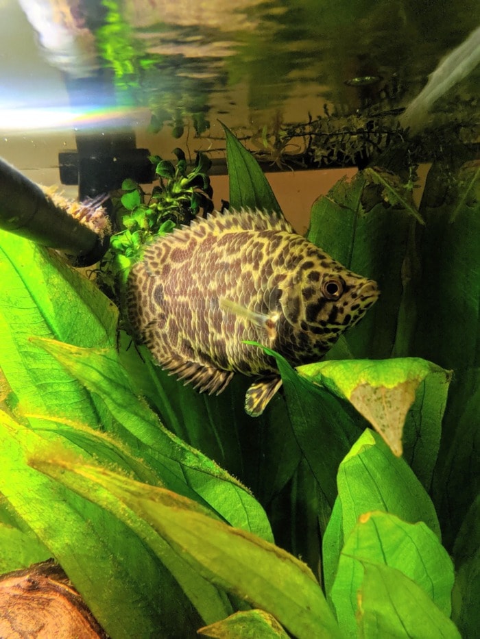 a giant leopard bush fish swimming among some aquatic plants
