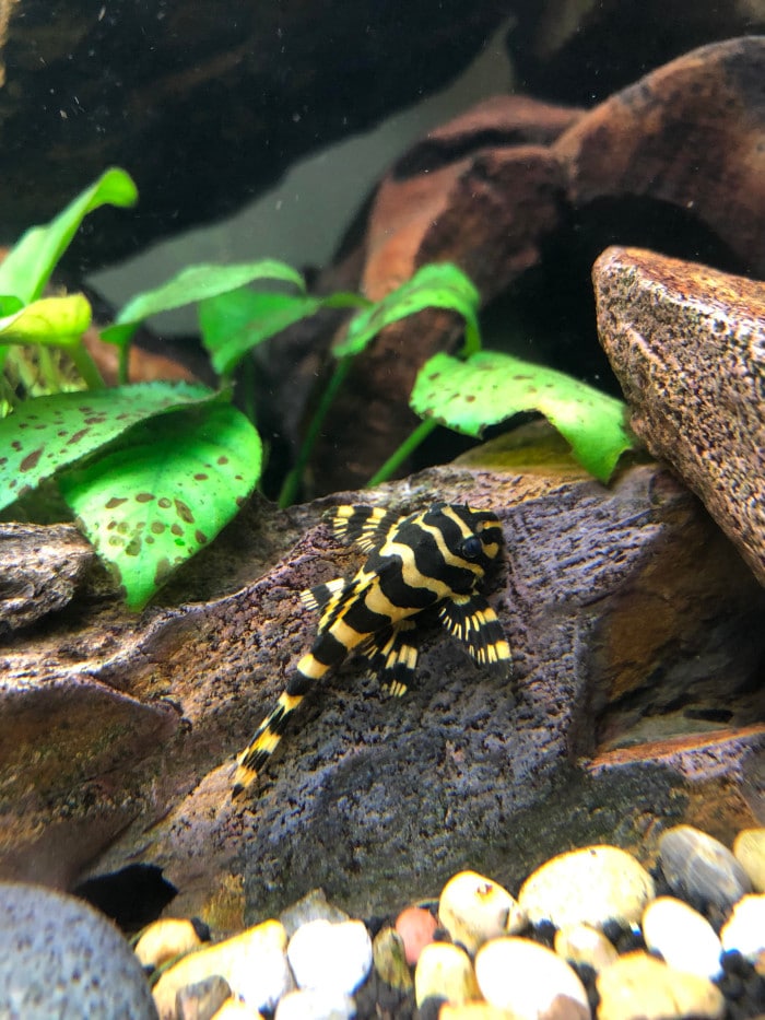 a leopard frog pleco attached to a rock near some leaves of aquatic plants that are covered in brown algae