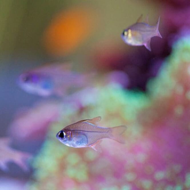 A school of Longspine Cardinalfish