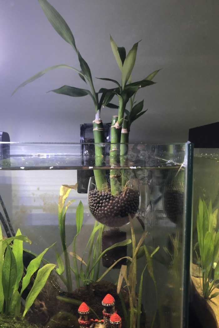 Pictured, An emmersed lucky bamboo grown in a glass pot