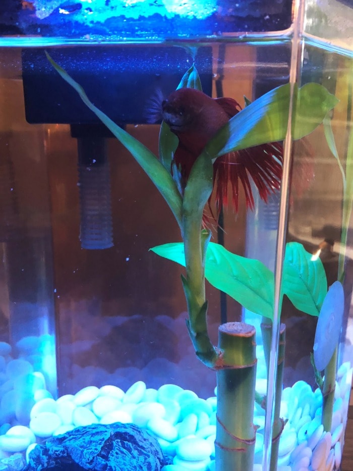 Pictured, Red Betta fish nested at the top of a lucky bamboo plant