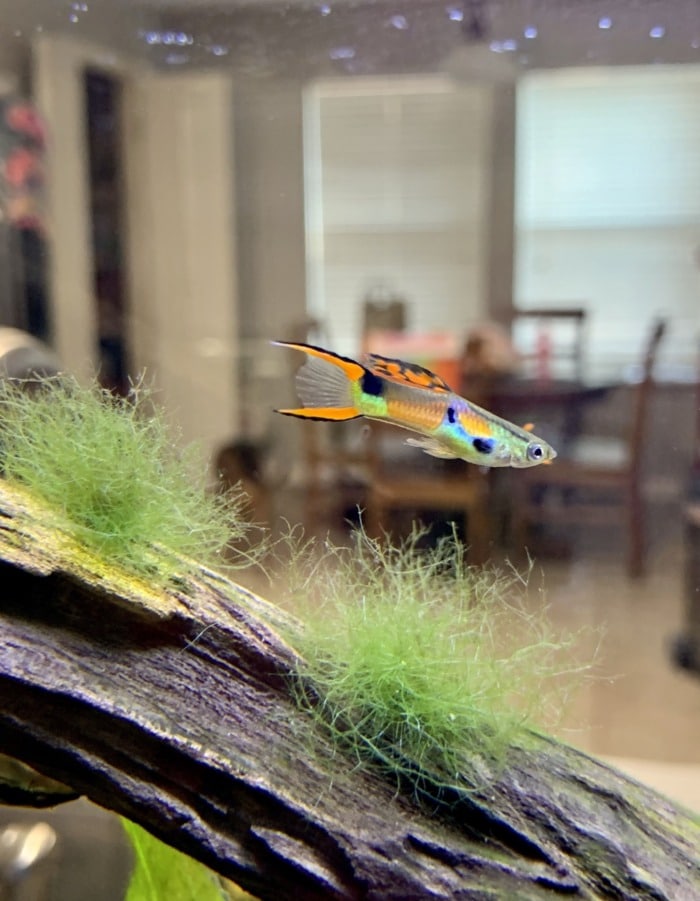 male endler