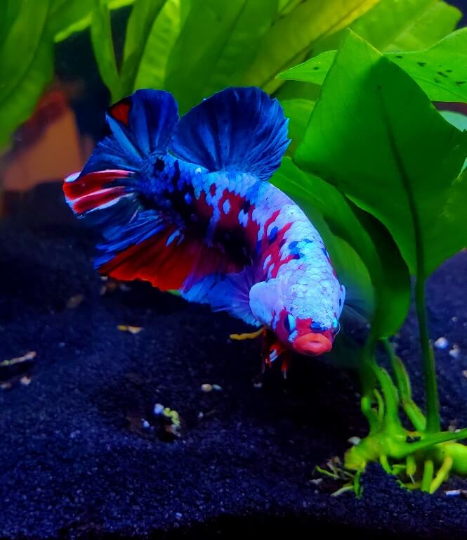 A Marble Betta fish with a colorful body pattern