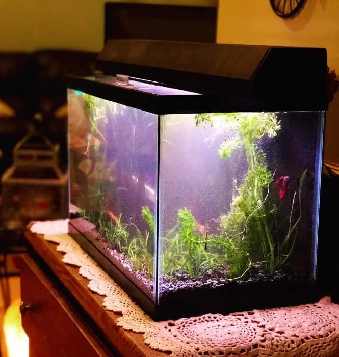 Hazy aquarium water thanks to microscopic air bubbles.