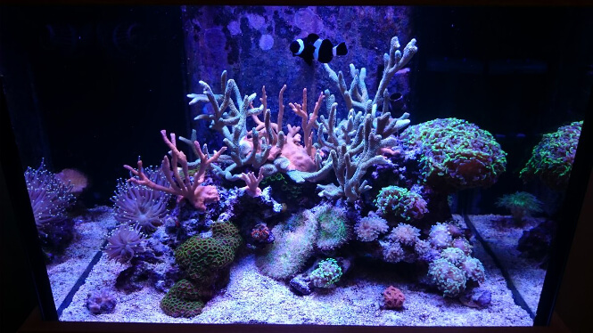 coral growth progression after