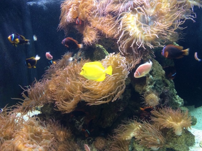 Pictured, multiple species clownfish