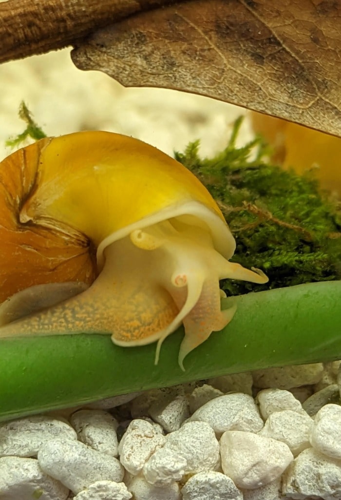 mystery snail