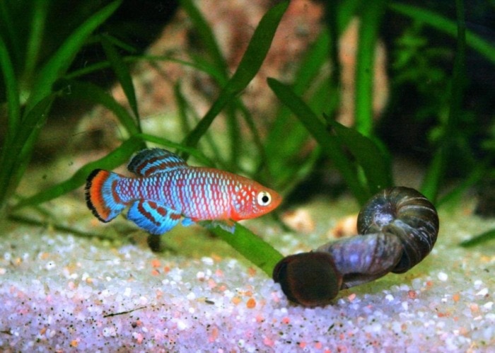 Pictured, nothobranchius rachovii