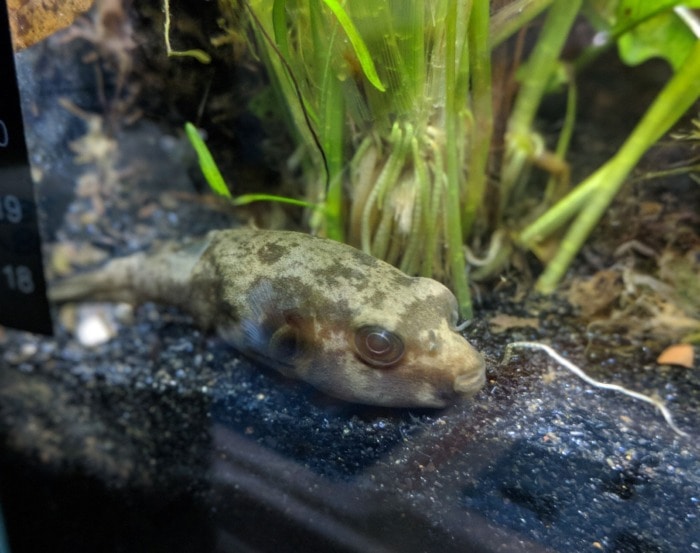 ocellated puffer
