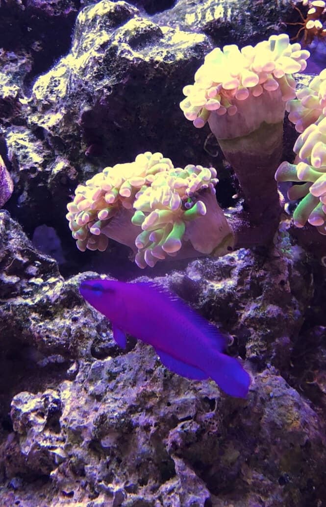 An Orchid Dottyback Fish in front of a rock