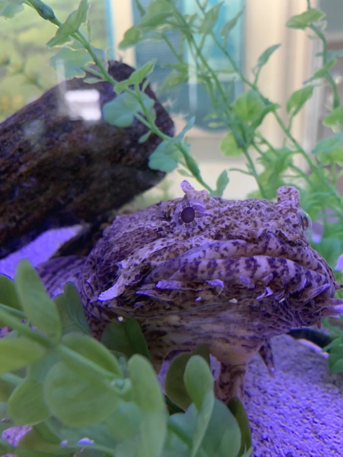oyster toadfish