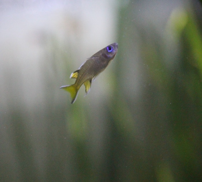 pacific blue eye