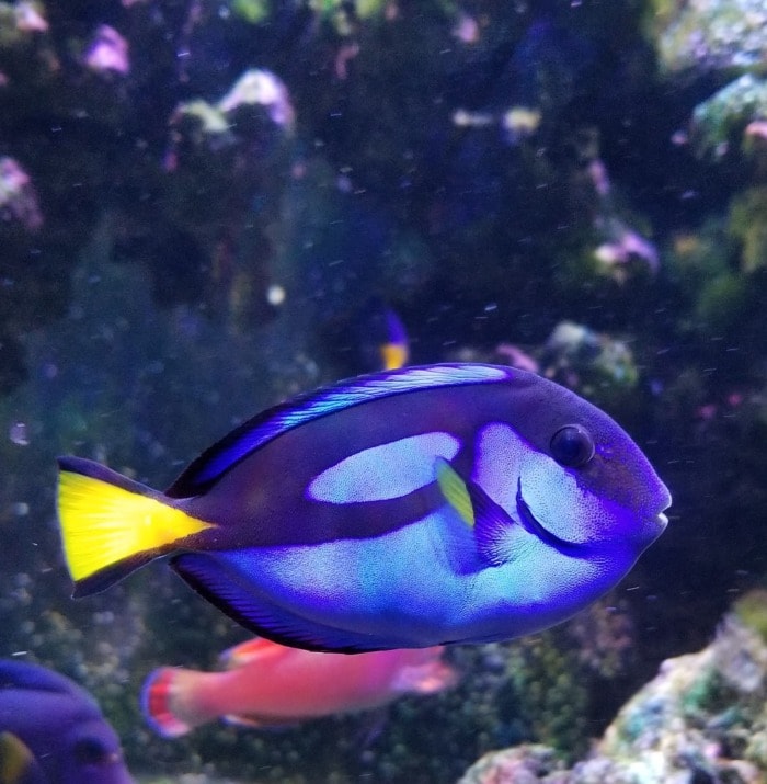 Pictured, palette surgeonfish