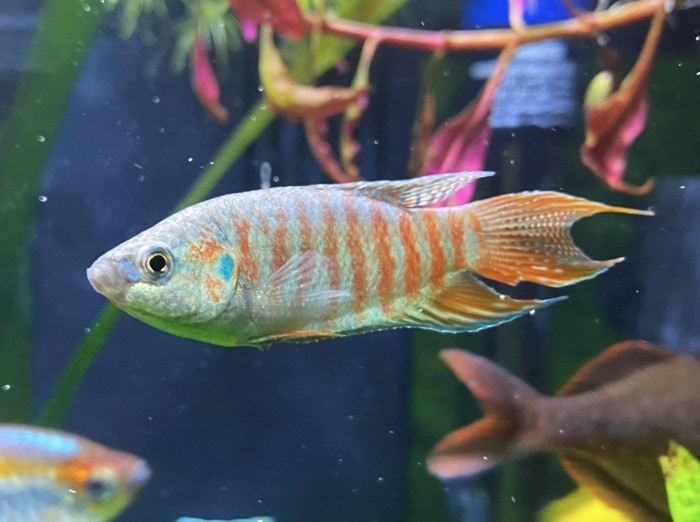 Pictured, paradise fish blue