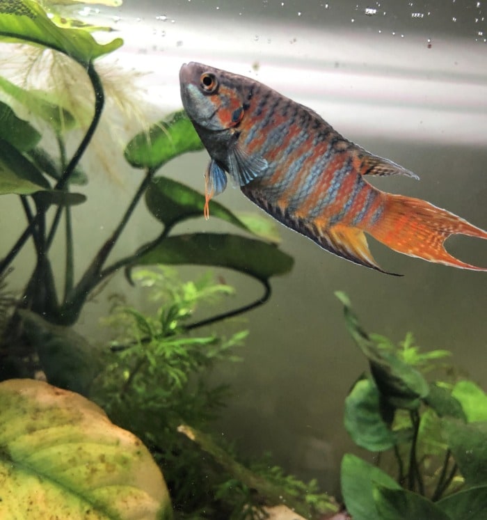 Paradise fish