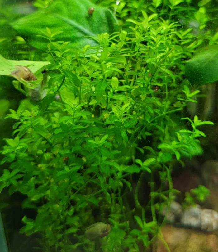 pearl weed