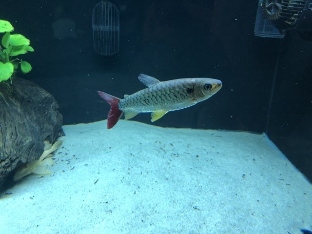 Pin tailed chalceus shark