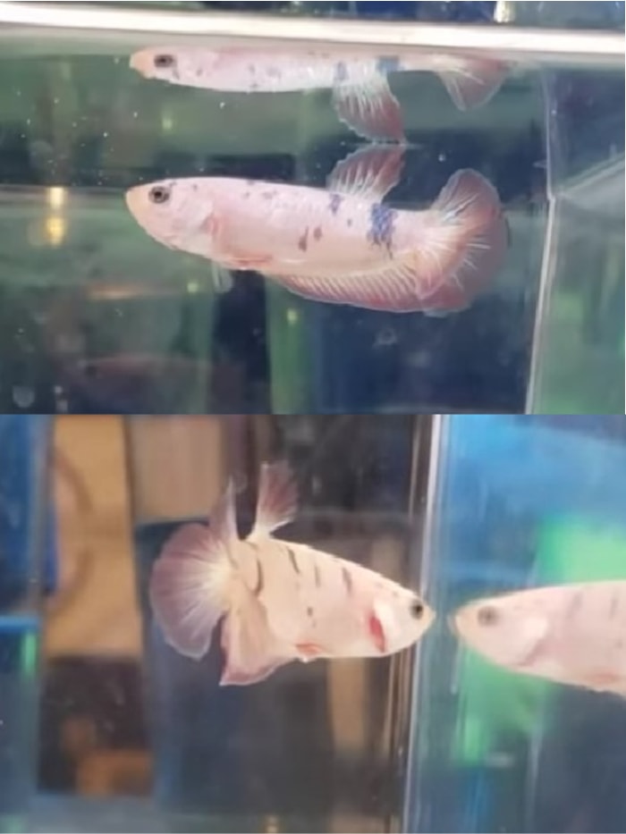 lakat fantail betta