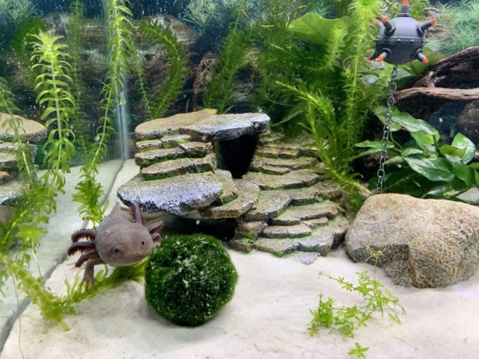 Pictured, planted axolotl tank