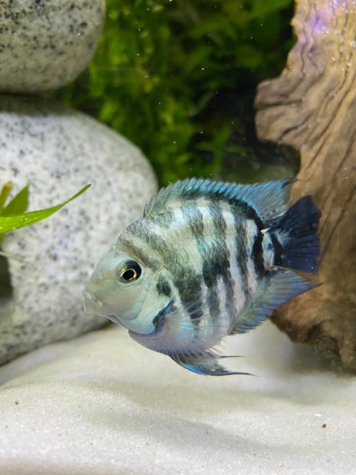 Pictured, polar blue parrot cichlid