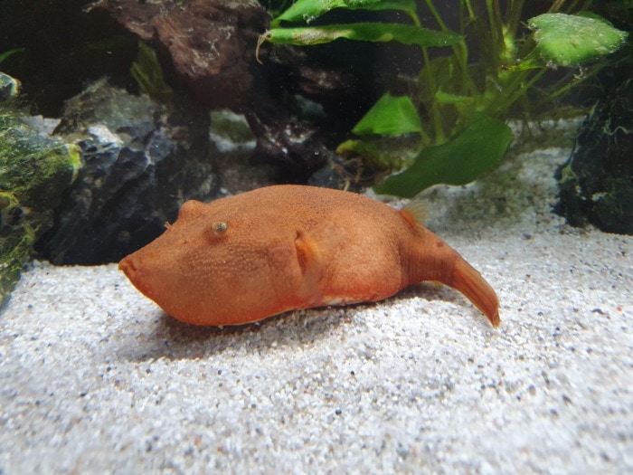 potato puffer