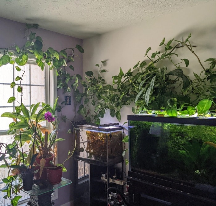 pothos climbing up the wall