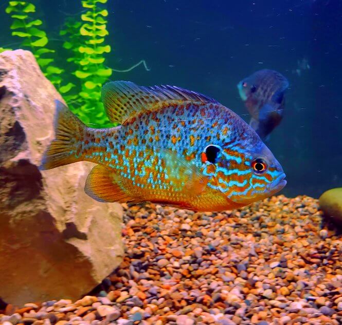 A centerpiece Pumpkinseed Sunfish with beautiful colors