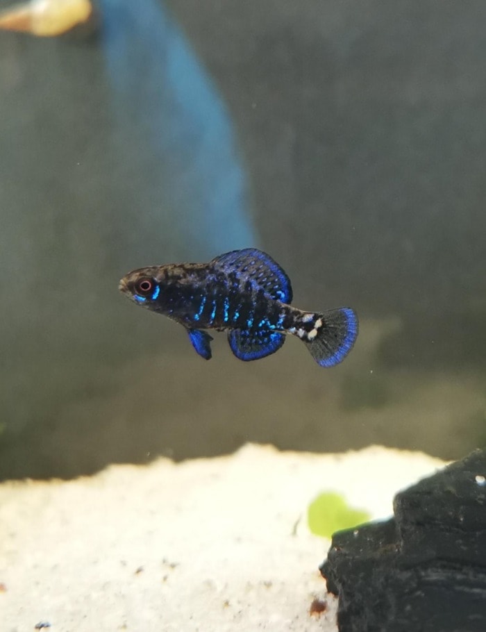Pictured, pygmy sunfish male