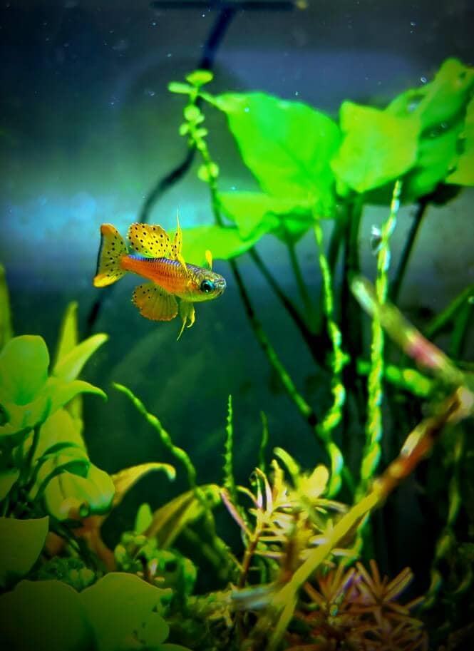 A Neon Red Blue-Eyed Rainbowfish in a 5-gallon aquarium with aquatic plants