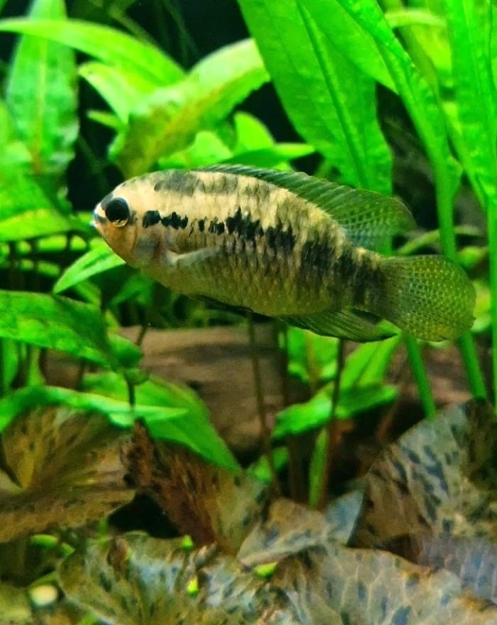 Pictured, redbreasted acara