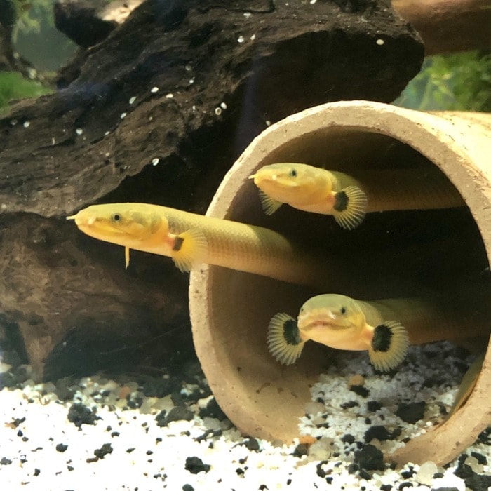 reedfish