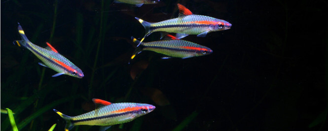 Schooling torpedo barb