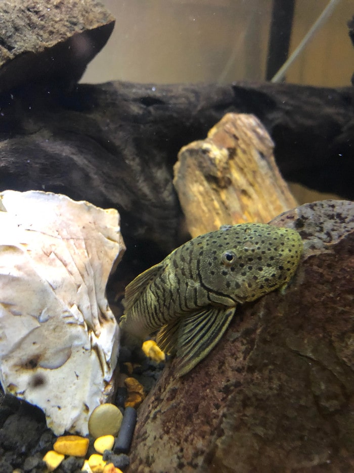 a rubber lipped pleco sucking on a large rock