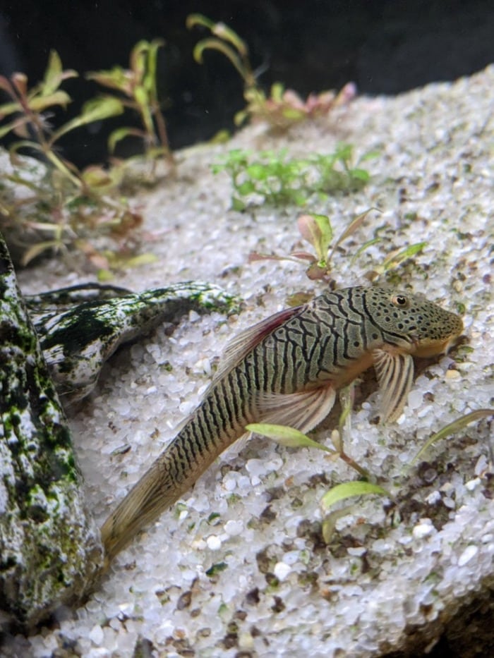 rubber lipped pleco searching for food