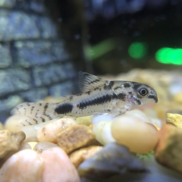 A miniature salt and pepper cory sitting on some gravel