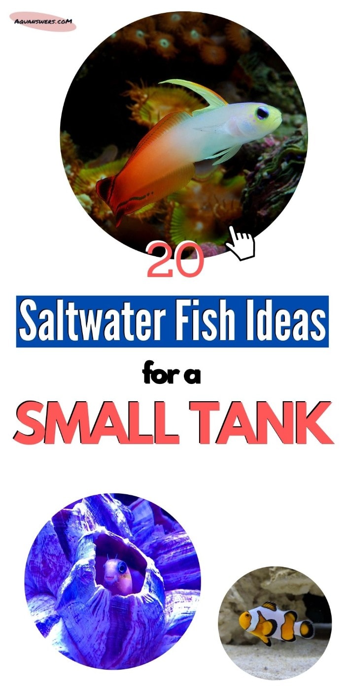 What are saltwater fish ideas for small tanks?