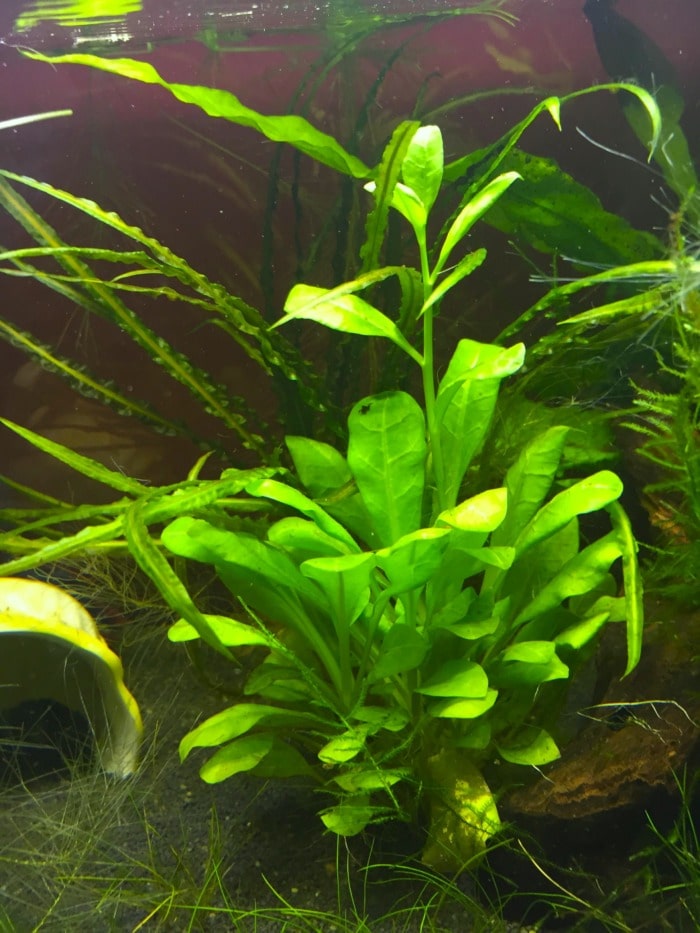 samolus parviflorus