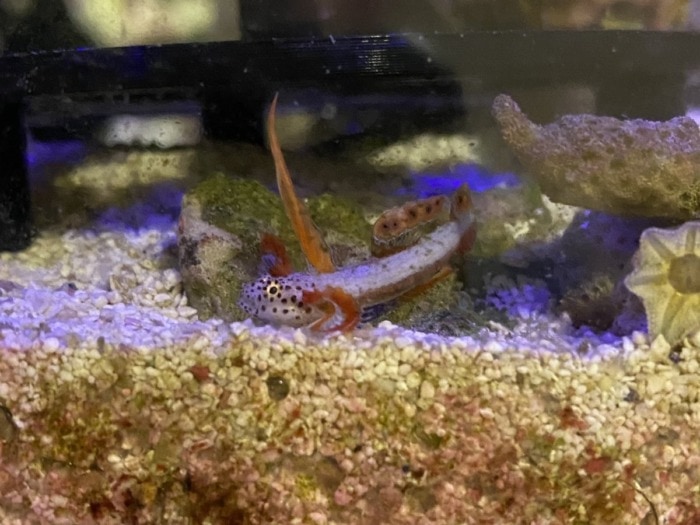 Pictured, shy flaming prawn goby fish