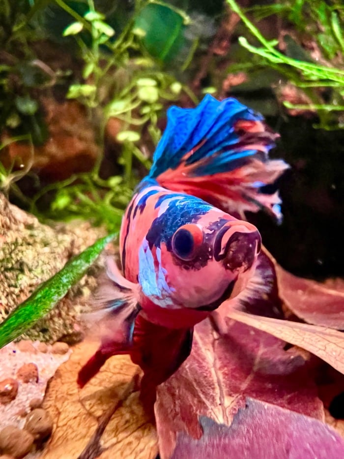 stared betta